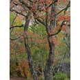 thumbnail image 2 of Fitzharris, Tim 25x32 White Modern Wood Framed Museum Art Print Titled - Maples in autumn-Lost Maples State Park-Texas, 2 of 4