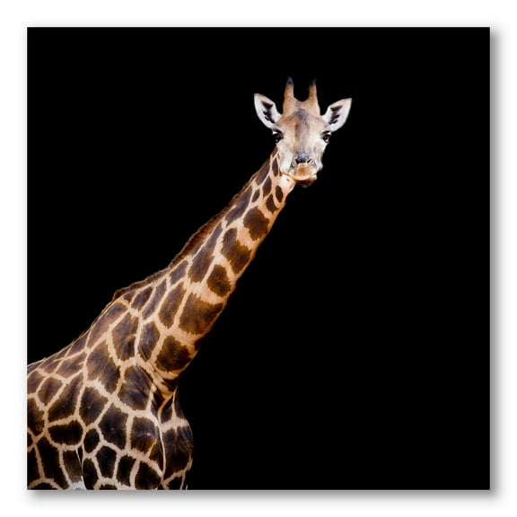 Designart ' Portrait of A Giraffe On Black Background III ' Farmhouse Canvas Wall Art Print