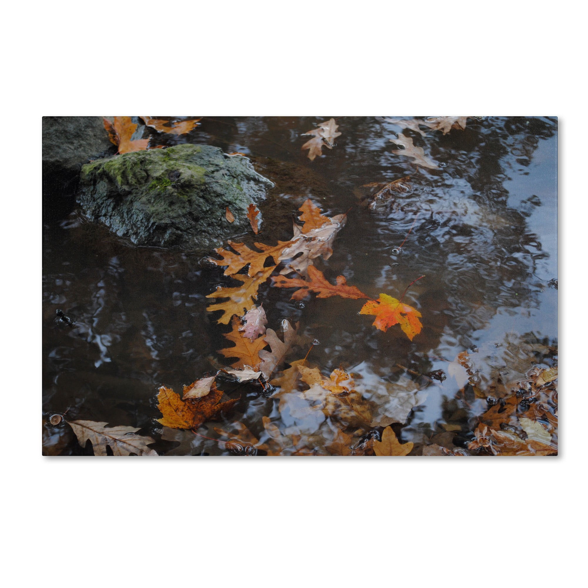 Trademark Fine Art "Buoyant" Canvas Art by Monica Fleet