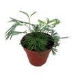 thumbnail image 2 of Erotic Arabian Eyelash Fern - Actiniopteris semiflabellatta - 4" Pot - Rare Fern, 2 of 3
