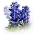 thumbnail image 2 of CafePress - Bluebonnet Spray Mug - 11 oz Ceramic Mug - Novelty Coffee Tea Cup, 2 of 3