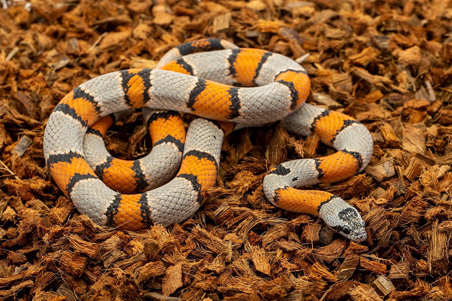 ReptiChip Reptile Bedding Loose Coconut Chip 36 Quart Coco Husk Substrate Mulch for Snake Habitat, Ball Python Terrarium, Turtle Tanks, Tortoise Enclosure
