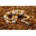 thumbnail image 4 of ReptiChip Reptile Bedding Loose Coconut Chip 36 Quart Coco Husk Substrate Mulch for Snake Habitat, Ball Python Terrarium, Turtle Tanks, Tortoise Enclosure, 4 of 10