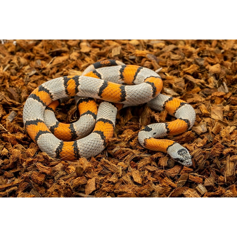 Coconut Husk Corn Snake Bedding ReptiChip Reptile Bedding Loose