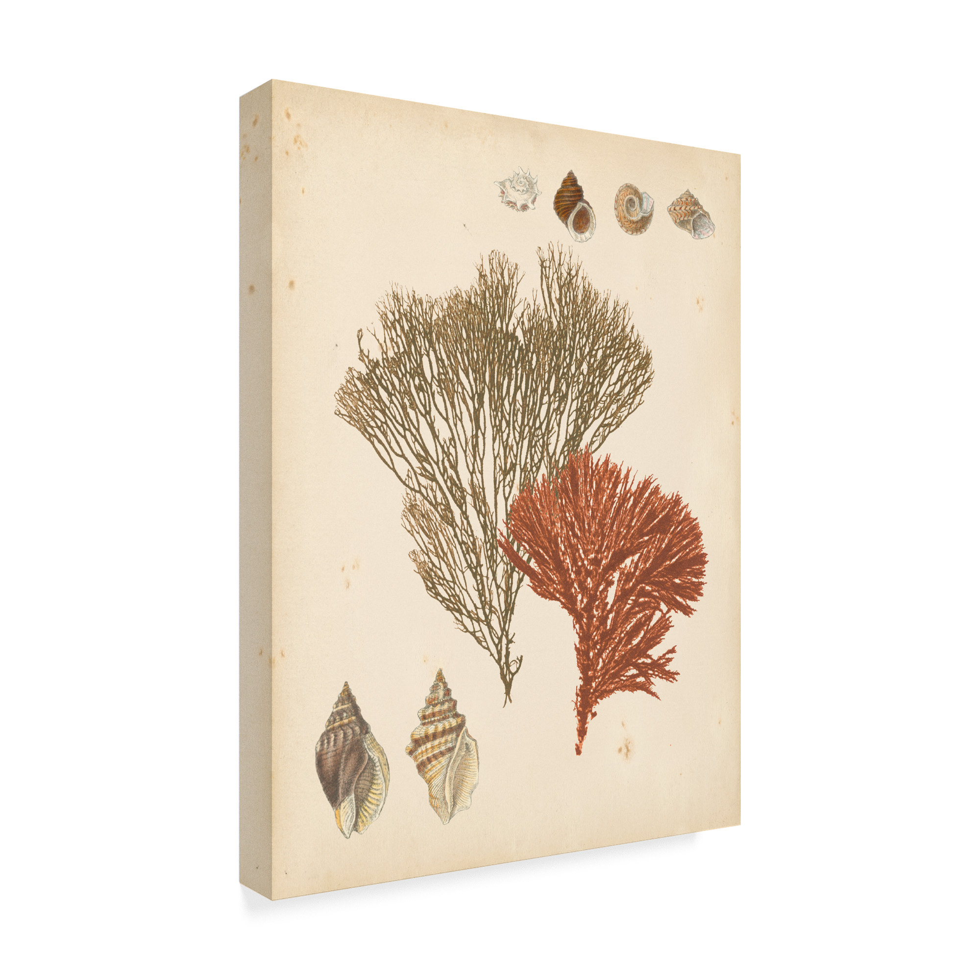Trademark Fine Art 'Coastal Relic IV' Canvas Art by Vision Studio