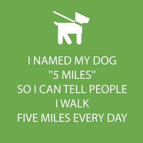 how many miles can a dog walk in a day