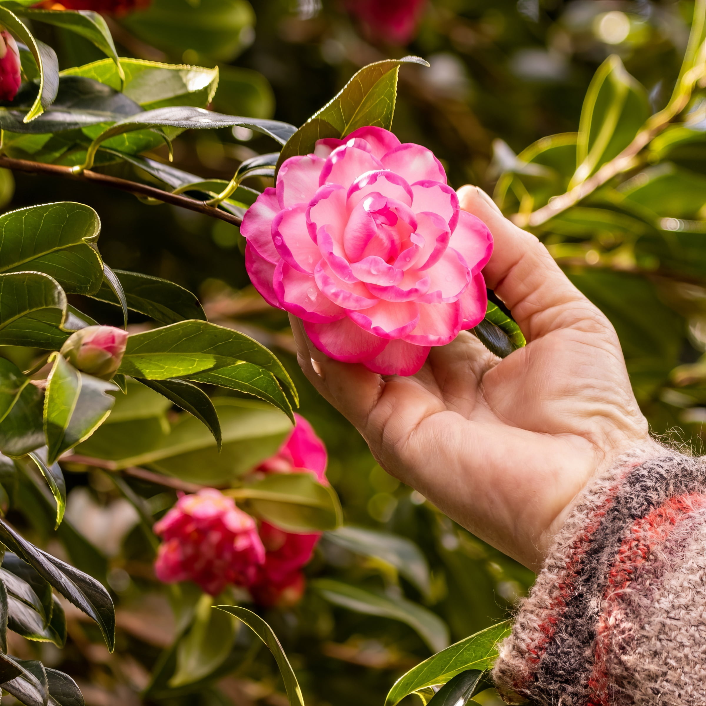 National Plant Network 3 gal. Camellia Leslie Ann Shrub with White and Pink Flowers