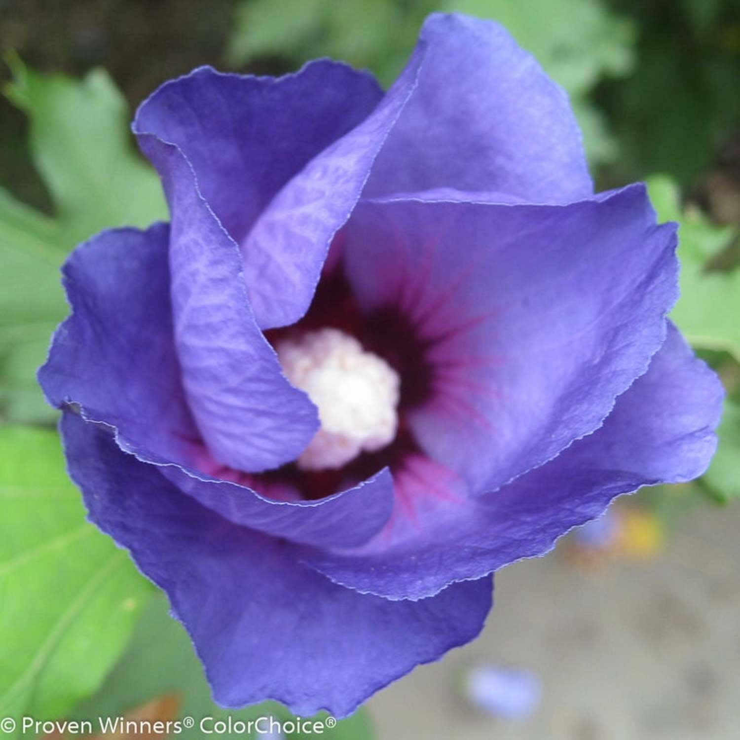 Proven Winners ColorChoice 5" Azurri Blue Satin Rose of Sharon Live Plant in 4.5" Pot (4 Count)