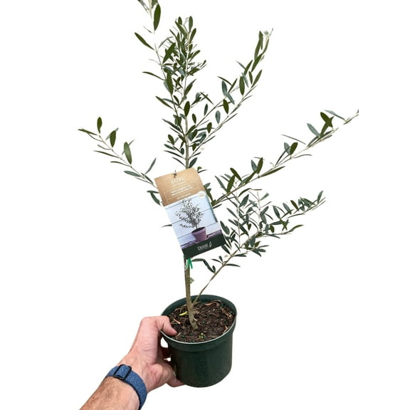 Common Olive Tree (Olea europaea), 6" Pot, Indoor Houseplant, Easy Care, Live Plant for Indoor & Outdoor