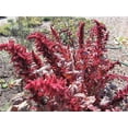 thumbnail image 2 of 500 Graines d'Amarante Cruentus Amaranth Rouge Minuit Fleur Feuille Légume, 2 of 7