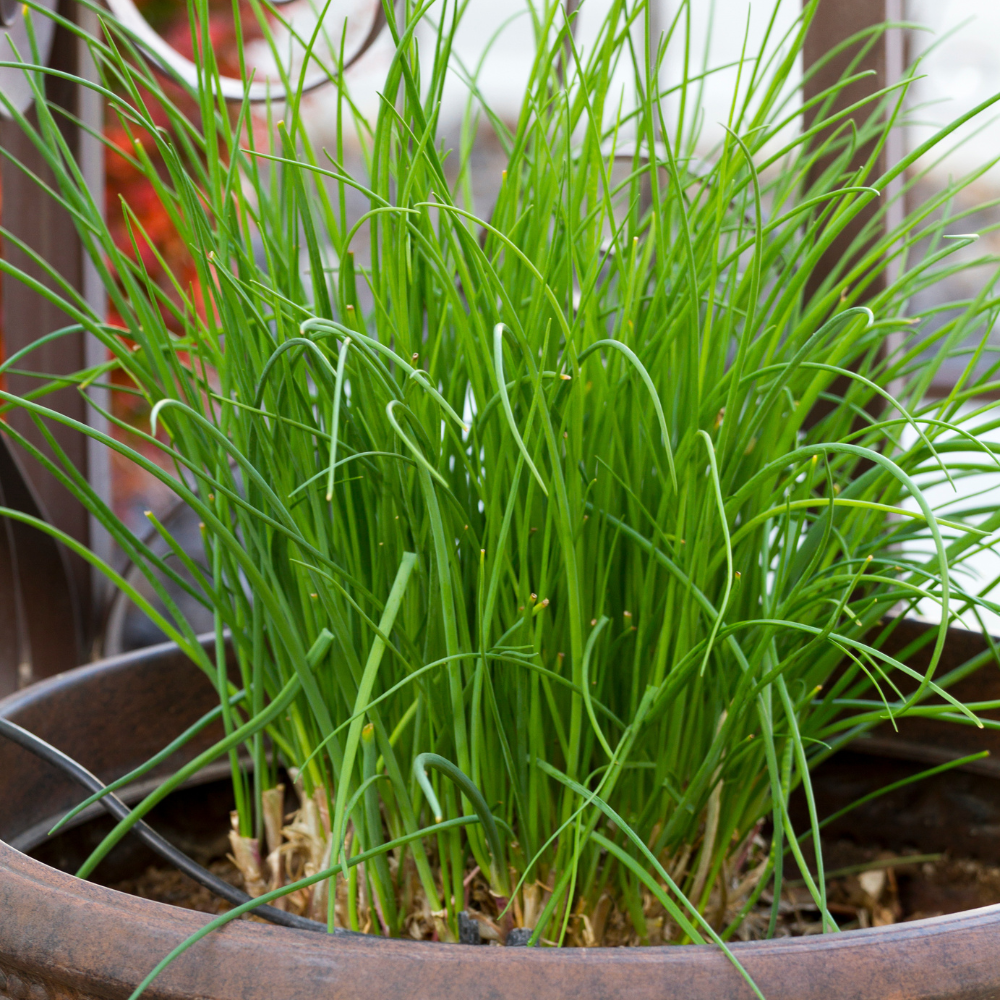 10 Chives Plants Live, Hardy Heirloom Leeks Chives Herb Well Rooted, 4-8” Tall for Gardening