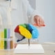 thumbnail image 5 of Modelos de cerebro humano a escala 1:1. Modelo anatómico para el aprendizaje de la neurociencia, la enseñanza de ciencias, el estudio en el aula y la exhibición médica., 5 of 8