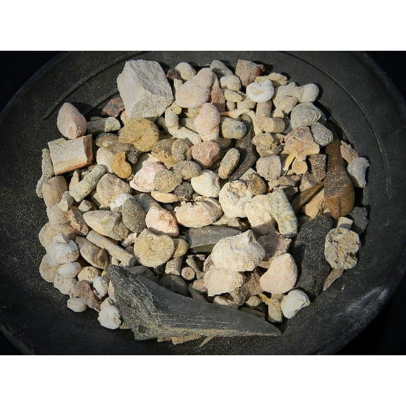Educational Bulk Fossil Mix Variety pack - 1/2 pound