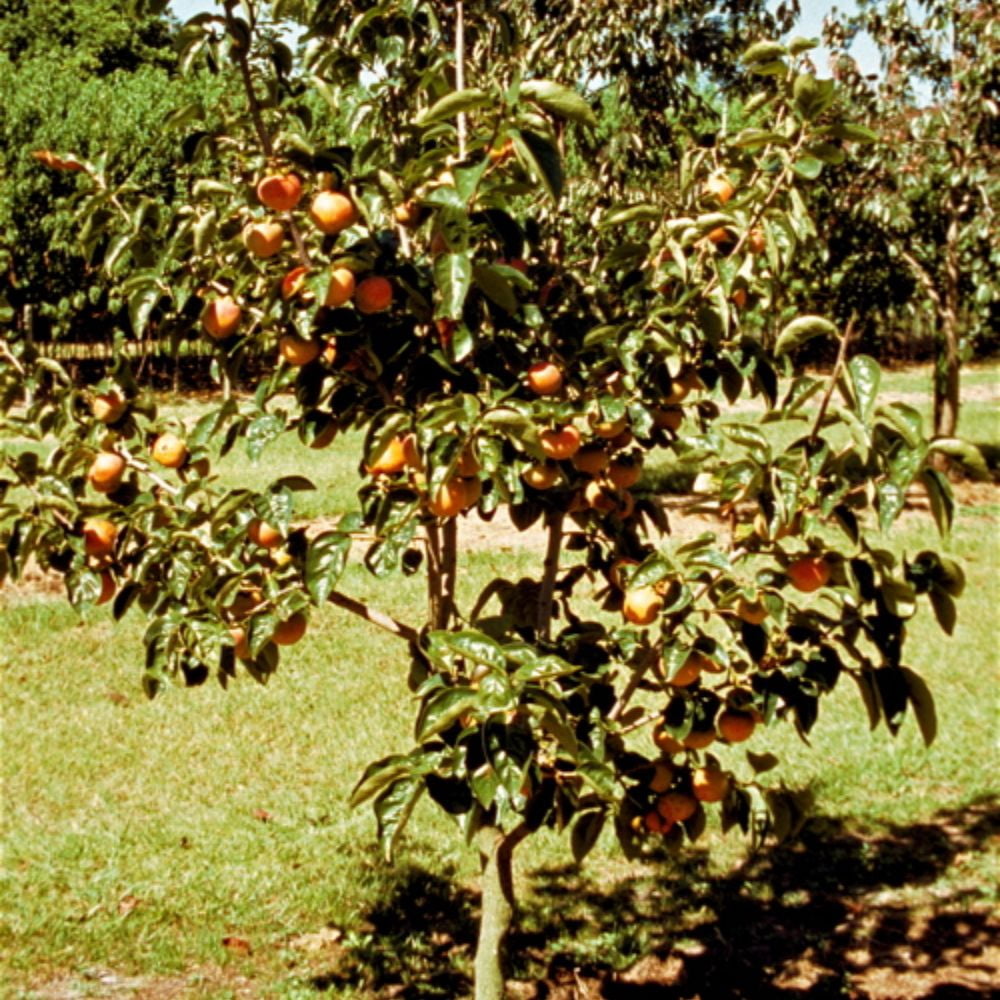 Expert Gardener 3-4 ft tall Ichi Ki Kei Jiro Persimmon Live Tree in 7-Gallon Grower Pot