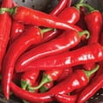 thumbnail image 1 of HJADGG Graines de Piment de Cayenne Rouge, Patrimoine non-OGM, Lot de 75 Graines, 1 of 3