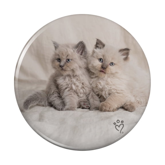 Miradoll Ragdoll Kitten Best Friends Kitchen Refrigerator Locker Button Magnet