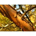 thumbnail image 3 of Santa Cruz Cypress | Medium Tree Seedling | The Jonsteen Company, 3 of 6