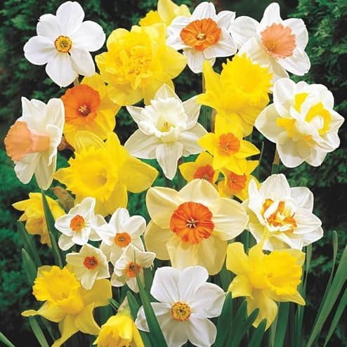 Daffodil Mix Bulbs for Planting - Easy to Grow Perennial Flowers for Garden or Containers - 100 Bulbs
