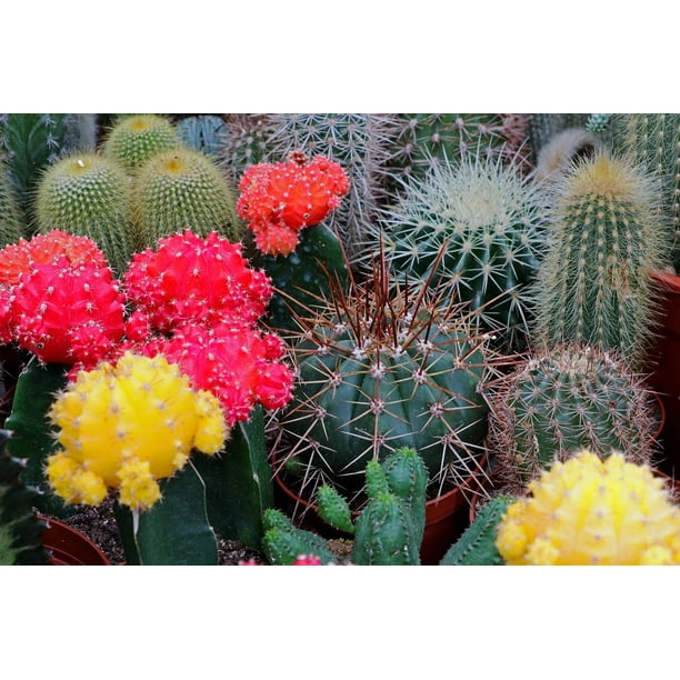 Acheter Vaporisateur pour plantes d'intérieur déco Cactus en ligne