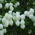thumbnail image 2 of Chinese Snowball Viburnum Live Shrubs, Large White Blooms, 2 of 6