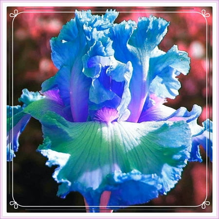 

Iris bulbs patio decoration grow well in pots and gardens iris bulbs for planting，iris bulbs bulk