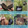 thumbnail image 3 of 10pcs Ball Rooting Box Plant Rooting Box Grafting Box Propagation Ball High Pressure Plant Rooting Device, 3 of 5