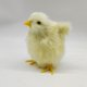 thumbnail image 2 of Muñeco de peluche de pollo realista Zriyin, muñeco de peluche de pollo con alas para decoración de Pascua, 2 of 8