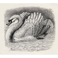 thumbnail image 2 of Posterazzi DPI1862847LARGE Swan Driving Away An Intruder. Illustration Drawn From Life by Mr. Wood From the Poster Print, 30 x 26, 2 of 4