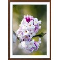 thumbnail image 2 of Daphne Bholua Jacqueline Postill, Botanical Framed Art Print Wall Art by Dr Keith Wheeler Sold by Art.Com, 2 of 3