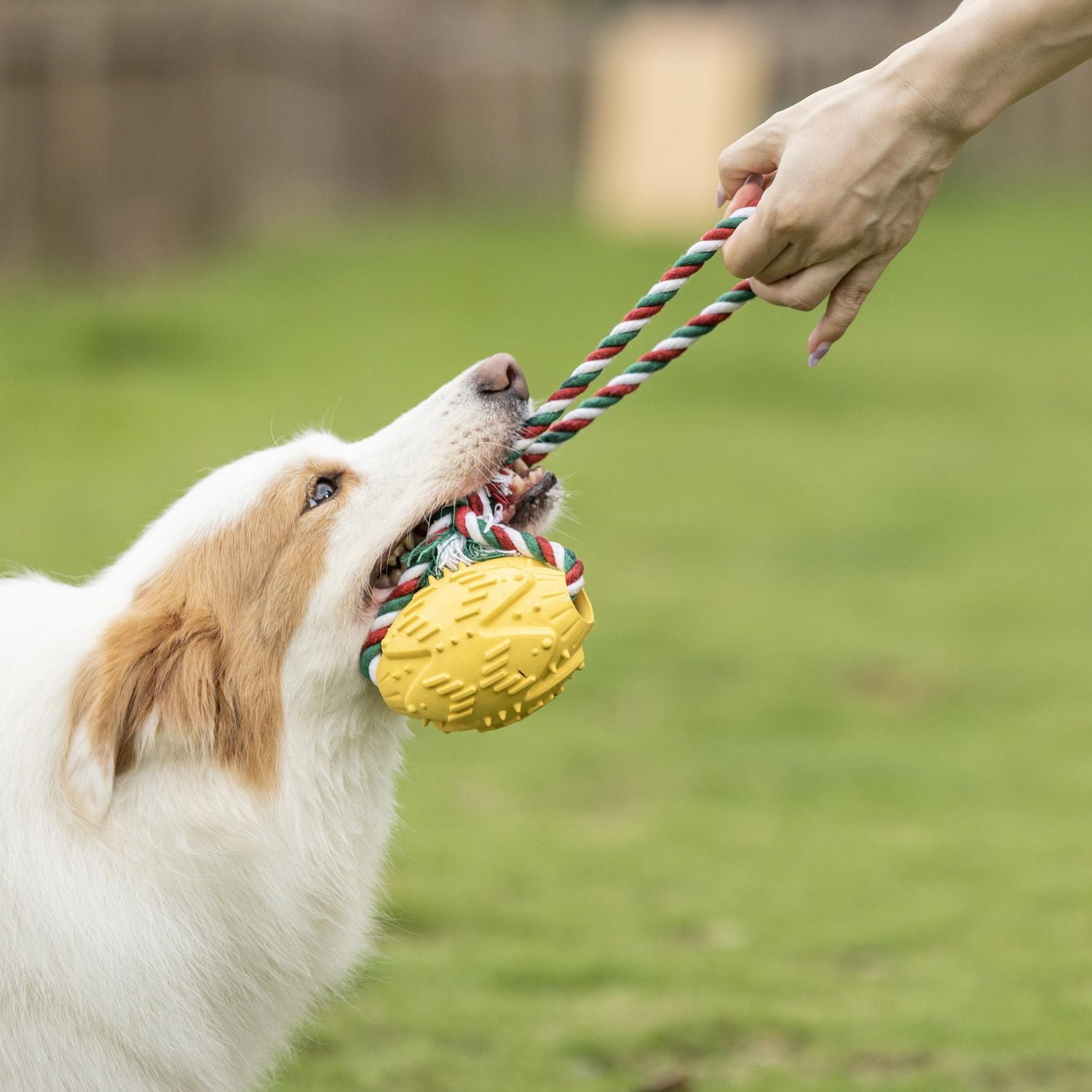 Vibrant Life Rubber Ball with Rope Dog Toy
