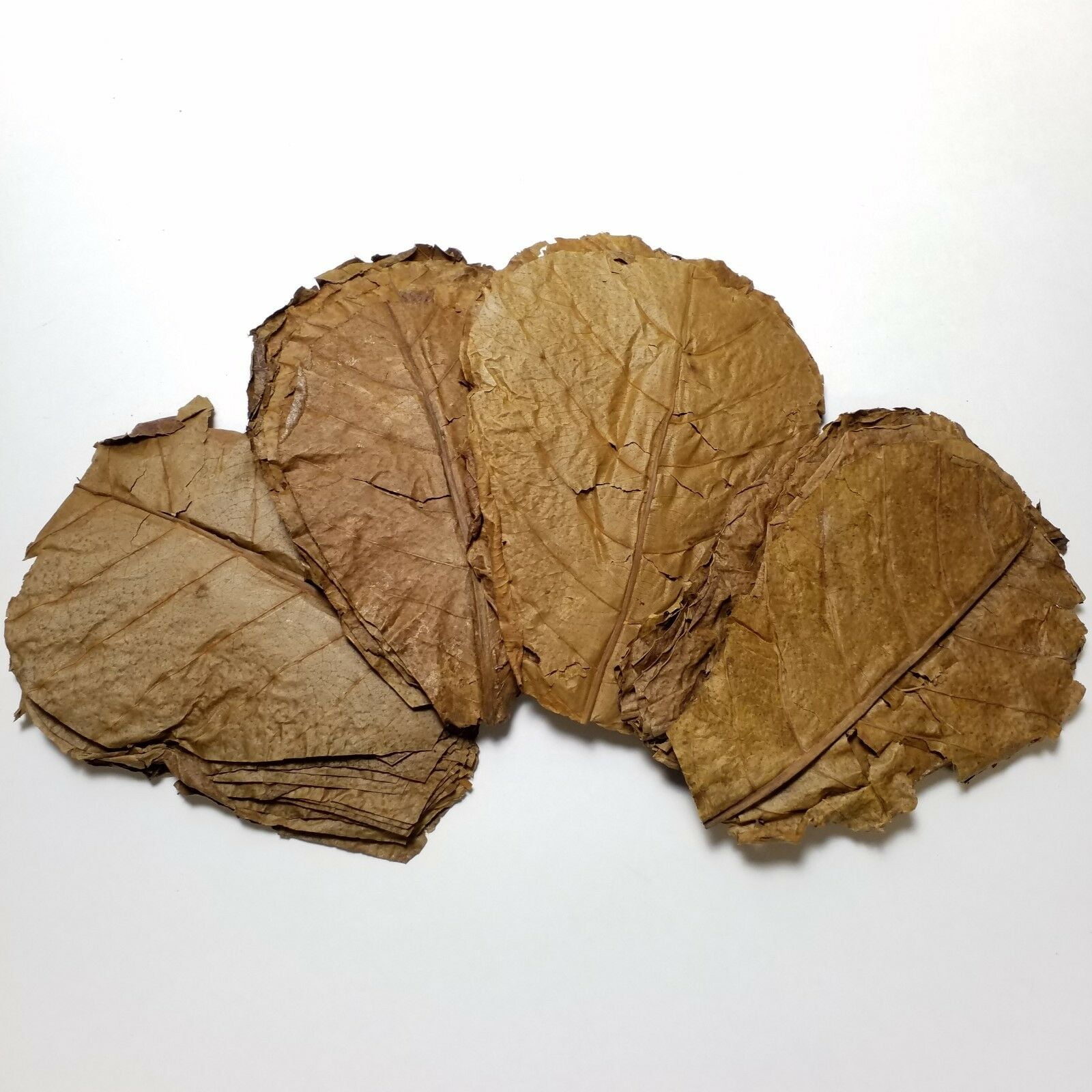 400 3''-4'' Indian Catappa Almond Leaves for Freshwater Shrimp, Bettas, Discus Tropical Fish Aquariums & Terrariums…100 Count