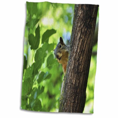 3dRose Ground Squirrel in a tree playing peek a boo - Towel, 15 by 22-inch (twl_292265_1)
