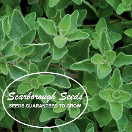 Scarborough Seeds 1000 Greek Oregano Seeds Herb Heirloom Non-GMO Fragrant USA!