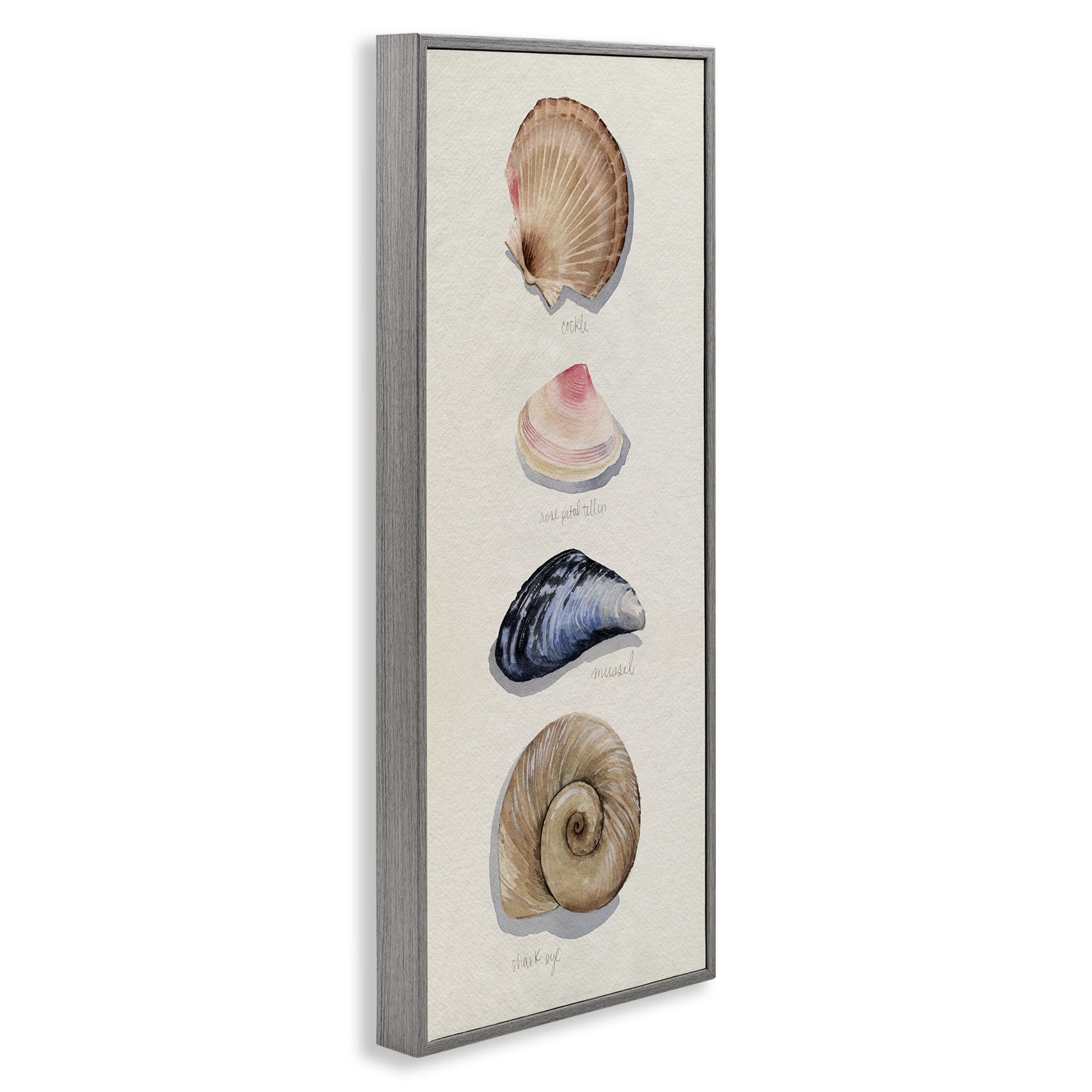 Stupell Industries Traditional Nautical Sea Shells Nature Painting Gray Framed Art Print Wall Art, 10 x 24