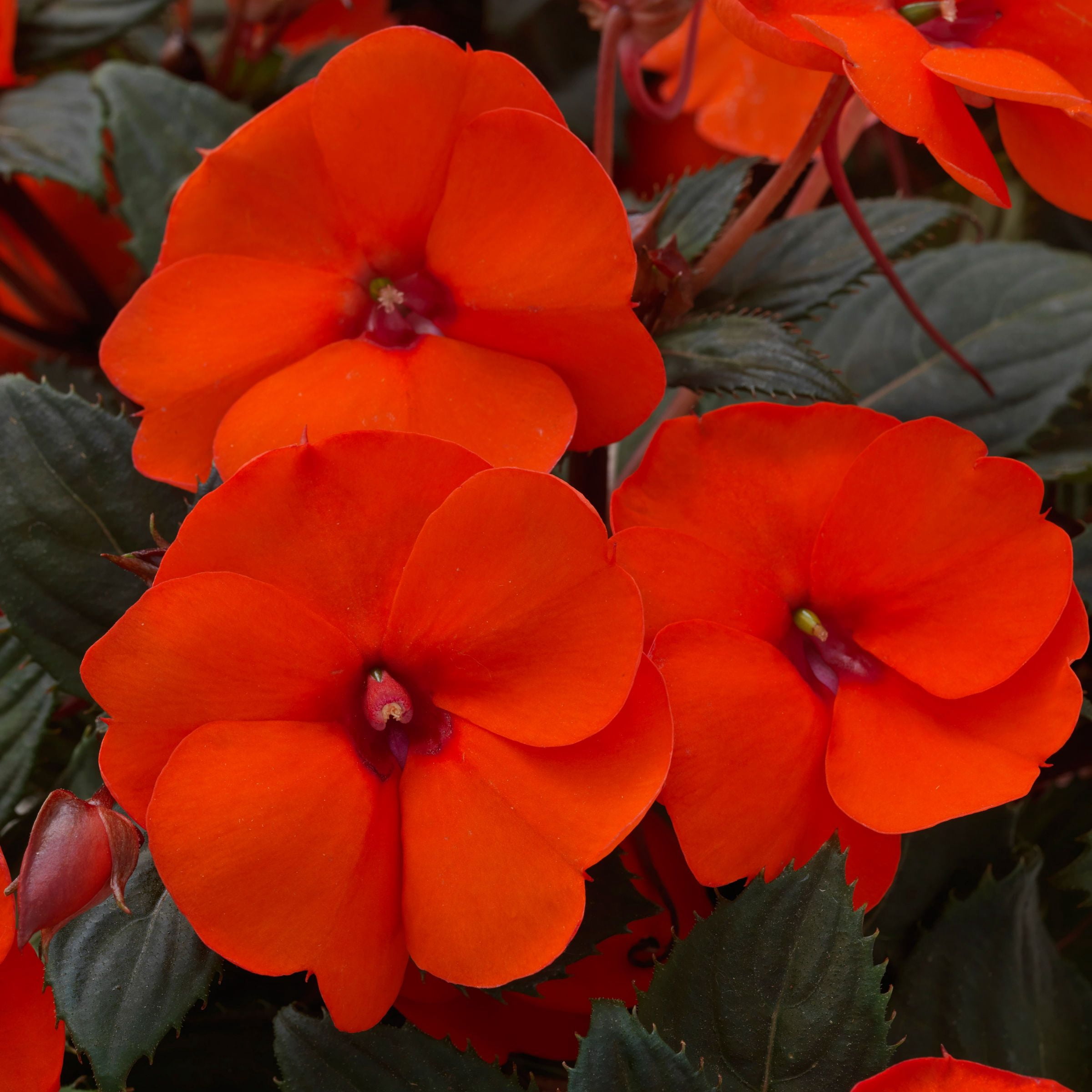 4 in. Sunpatiens® 'Summer Salsa Mix' Live Annual with Full Sun-4 Piece
