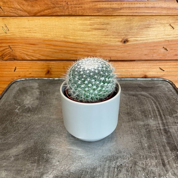 Mammillaria Hahniana, 2" Plant, The Plant Farm