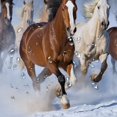 thumbnail image 5 of Chilfamy Horses Snow Running Pretty Shower Curtain 100% Polyester Fiber Chic Modern Bathroom Decor with Hooks 60x72, 5 of 7