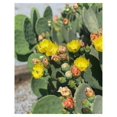 Creation Cultivated Live "Spineless Prickly Pear Cactus" Opuntia