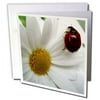 3dRose Ladybug on a Daisy Flower - Floral Photography - Greeting Card, 6 by 6-inch
