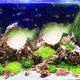thumbnail image 2 of Acuario artificial de simulación de fluorescencia luminosa, pequeño pez globo, adorno decorativo para acuario, paisaje verde, 2 of 9
