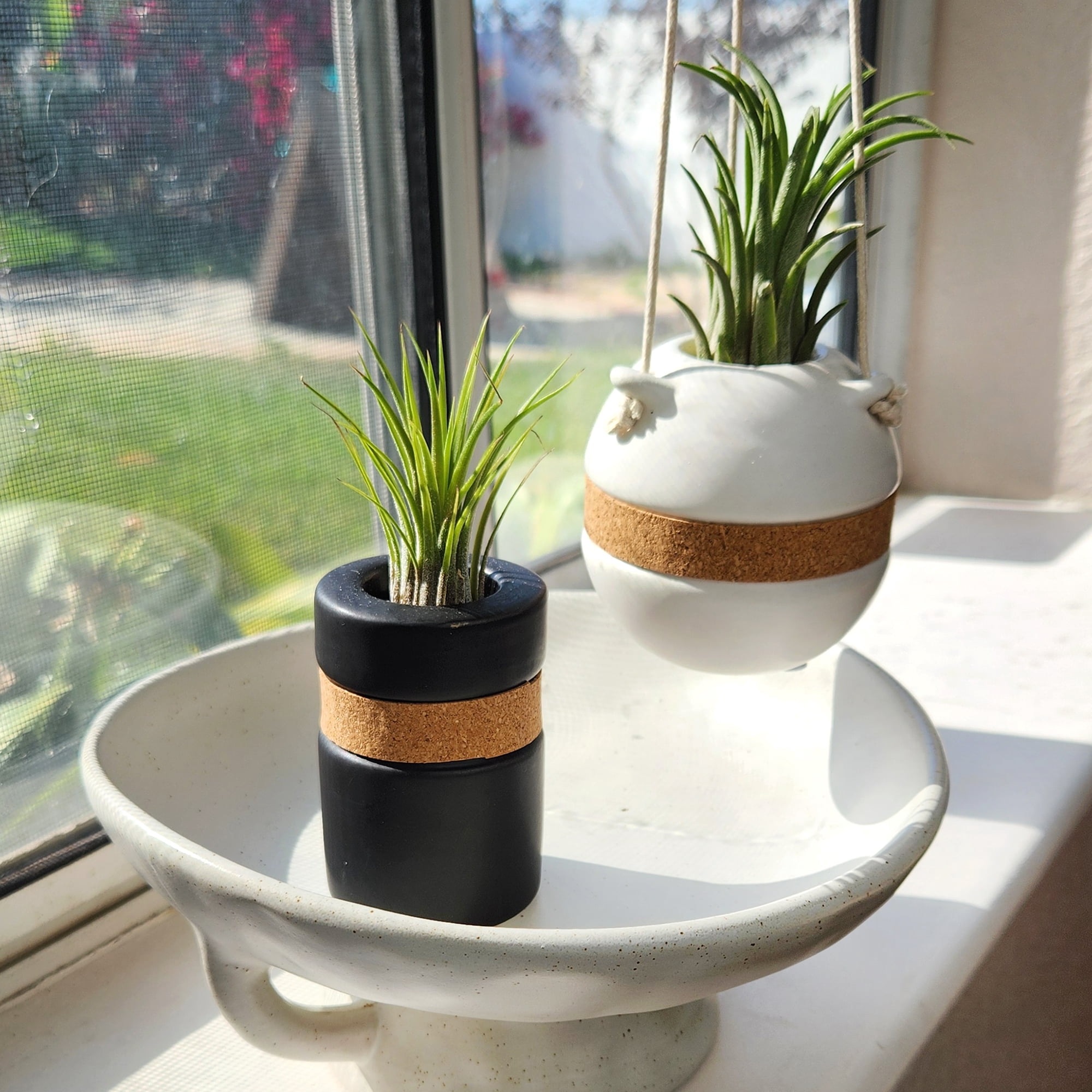 Altman Plants Air Plant Gift (2-pack) Black & White Pots, Easy Pet-Safe House Plant Décor