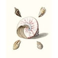 thumbnail image 2 of Knorr, G.W. 26x32 Gold Ornate Wood Framed with Double Matting Museum Art Print Titled - Pastel Knorr Shells II, 2 of 4