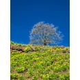 thumbnail image 2 of Eggers, Terry 12x14 Gold Ornate Wood Framed with Double Matting Museum Art Print Titled - USA-Washington State Lone Tree on hillside with spring wildflowers, 2 of 4