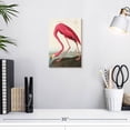 thumbnail image 3 of Elephant Stock American Flamingo Wall Art - Vertical Canvas Wall Art - Living Room Wall Decor - Animal Canvas - Beige And Brown Decor By John James Audubon - 8" x 12", 3 of 8