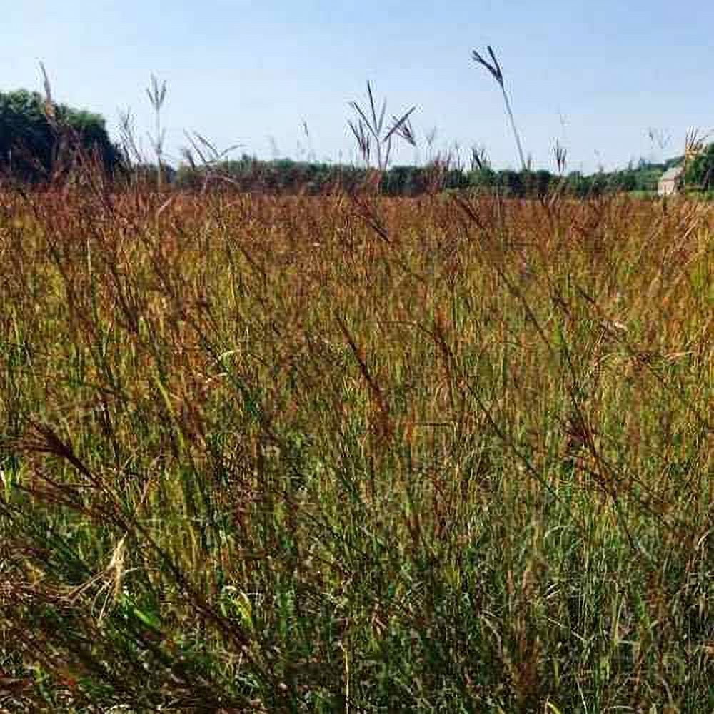 Tall Native Prairie Drought Tolerant Grass Seed Mix For Xeriscape Landcapes - 1 LB