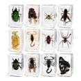 thumbnail image 1 of 12 piezas de animales reales en resina, clase de enseñanza, capacidad de observación, colección, accesorio de enseñanza para niños, educación escolar, 1 of 9