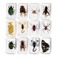 thumbnail image 1 of Juguetes de Animales de Resina de 12 Piezas para Enseñanza, Curiosidad, Juguetes Educativos, Juguetes de Ciencia Y Naturaleza para Entusiastas de La E, 1 of 9