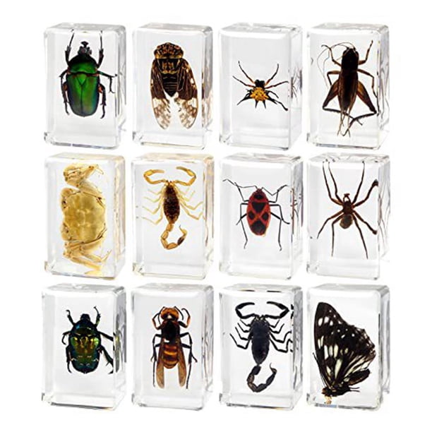 Juguetes de Animales de Resina de 12 Piezas para Enseñanza, Curiosidad, Juguetes Educativos, Juguetes de Ciencia Y Naturaleza para Entusiastas de La E