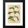 thumbnail image 2 of Charles Antoine Lemaire 18x24 Black Modern Framed Museum Art Print Titled - Thunbergia Fragrant (1854-1896), 2 of 5