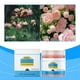 thumbnail image 5 of Flower Enhancement Powder Plant Nutrition Powder Promotes Flower Opening Multi Leaf Dense Green Horticultural Fertilizer, 5 of 9